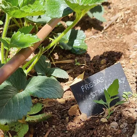 Hébergement de vacances Eco Finca Sa Becadeta