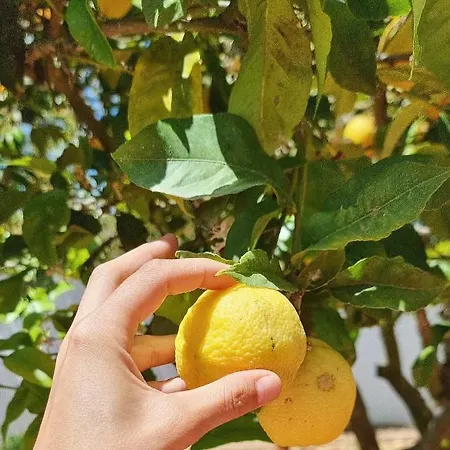 Eco Finca Sa Becadeta Llucmajor (Mallorca)