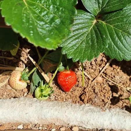Eco Finca Sa Becadeta Casa vacanze